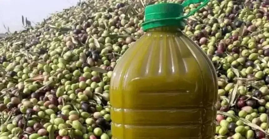 تراجع الأسعار وارتفاع الإنتاج .. هذه أثمنة اللتر الواحد بعدما أنقذت الأمطار الأخيرة موسم الزيتون